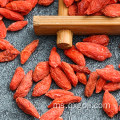 Ubi goji organik berry kering buah lycium berry